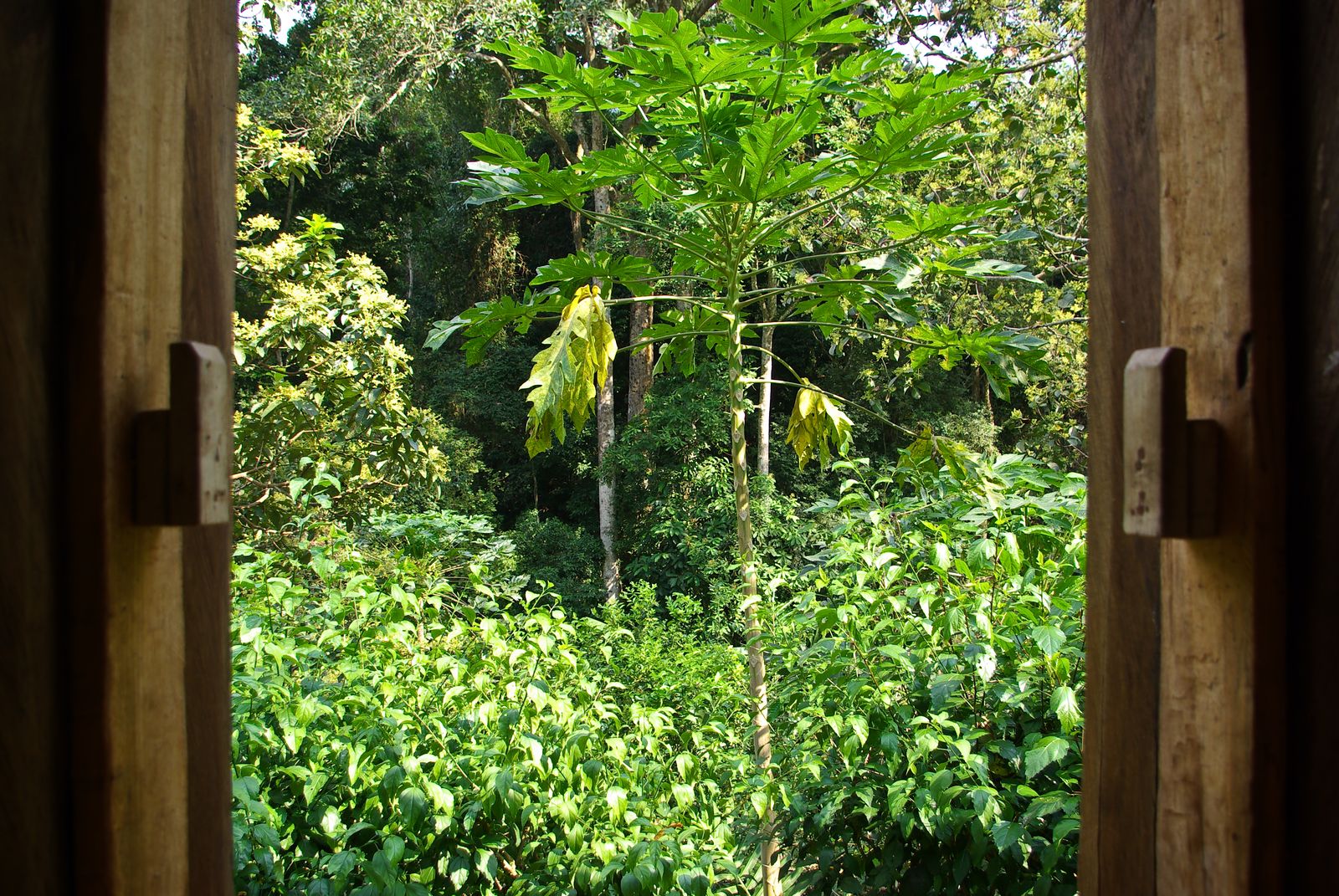 Uraca, Hacienda Picaflor